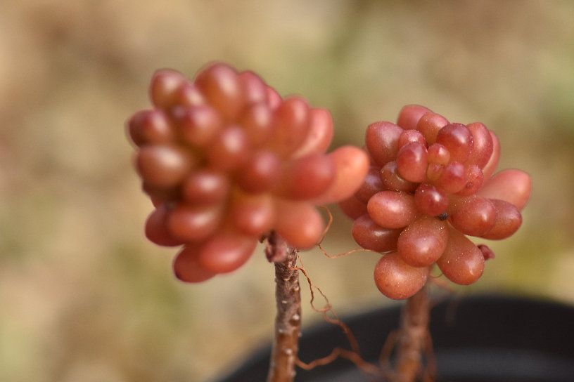 多肉の紅葉