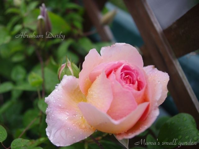 雨の中の開花