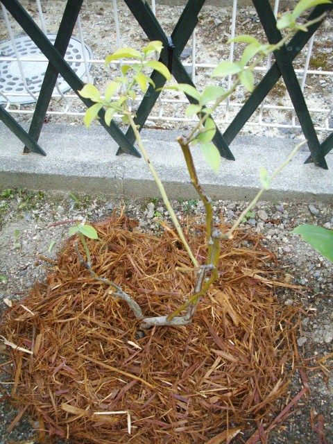 ブルーベリーの植え直し