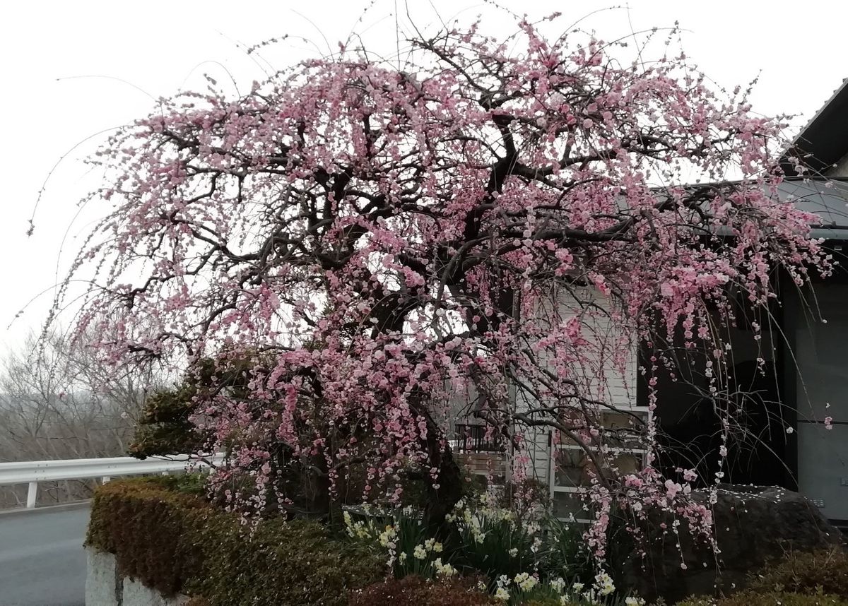 春の花