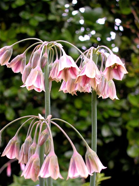 Allium siculum