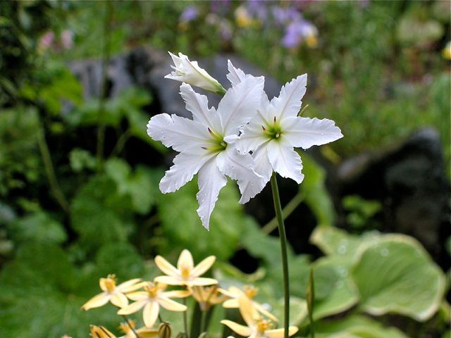 Allium siculum