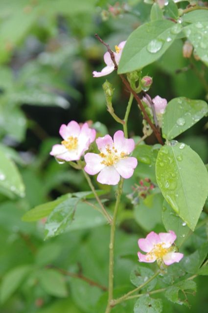 バラの実生の花が咲いた