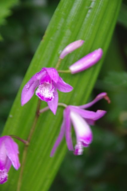 バラの実生の花が咲いた