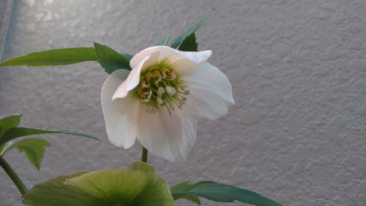 チベタヌス交配の花