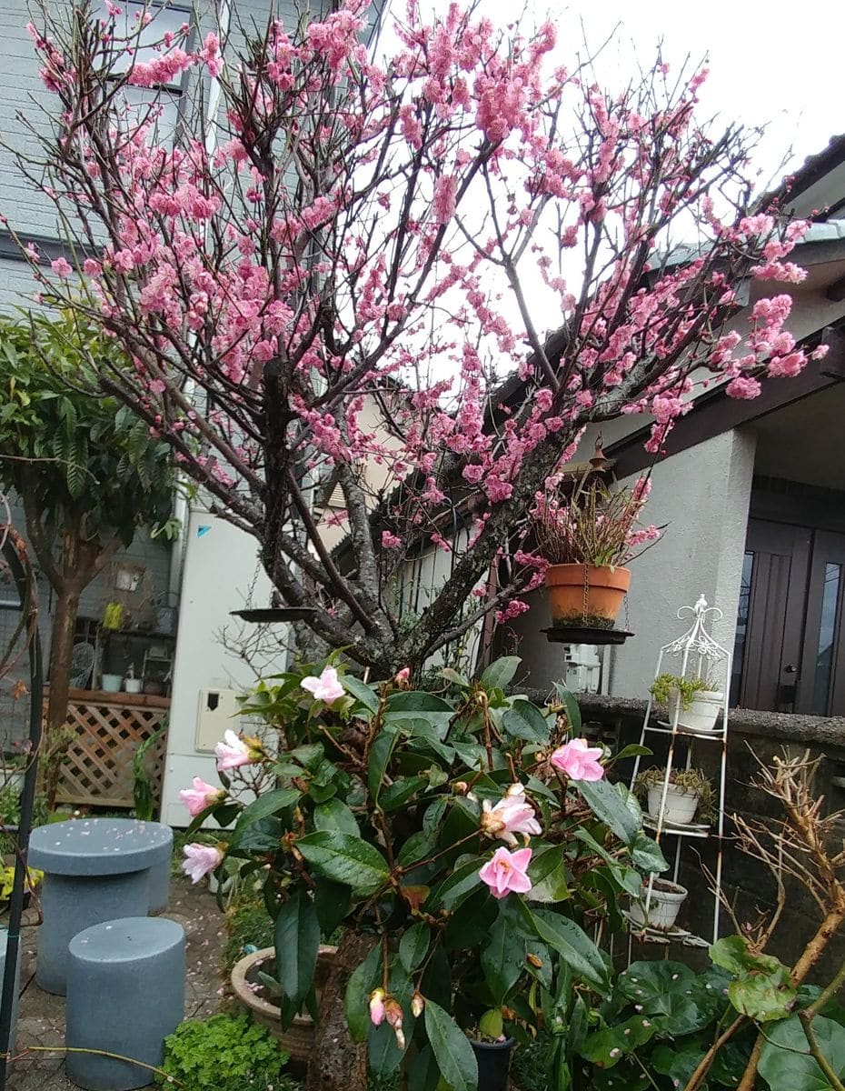 久しぶり❄️氷点下の朝