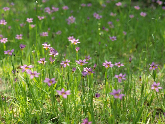 エゴの花