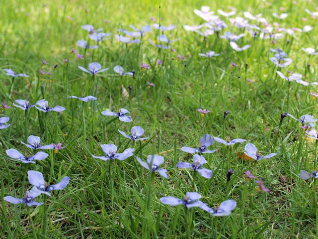 エゴの花