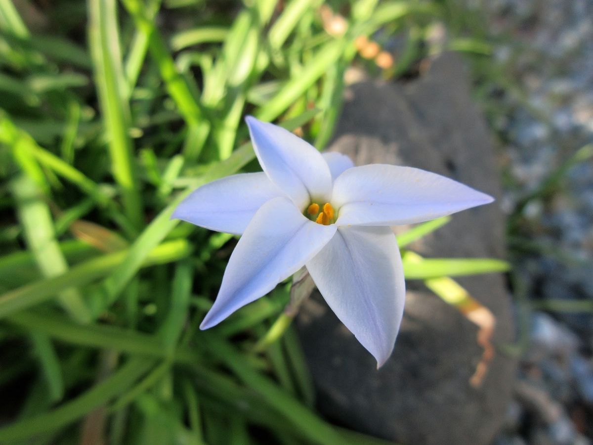 球根のお花も咲いて