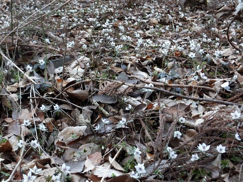 セツブンソウ自生地①