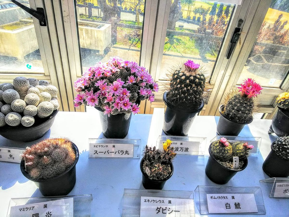 大船フラワーセンター🌵サボテンの展示②