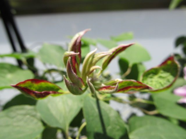 ちょっとだけ燃えたクレマチス・花炎