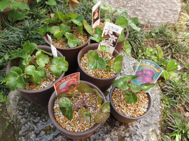 雪割草の植替え