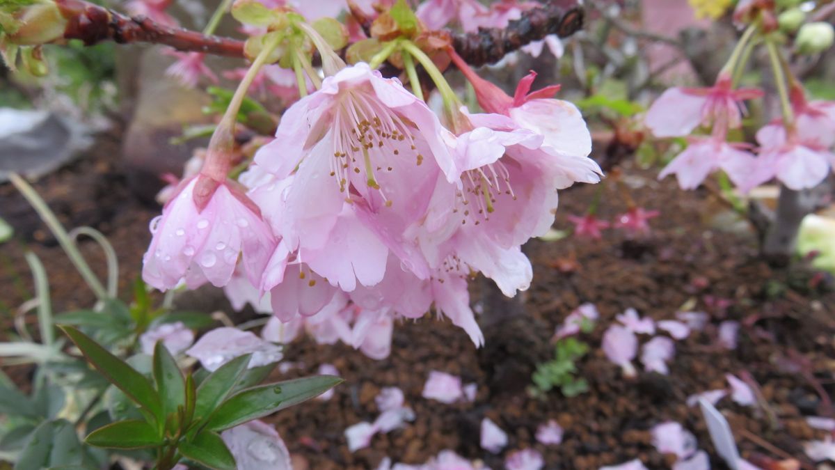 河津桜散る