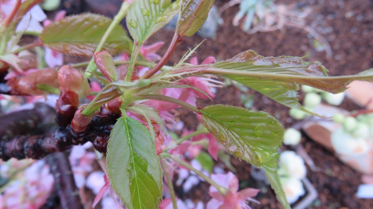 河津桜散る