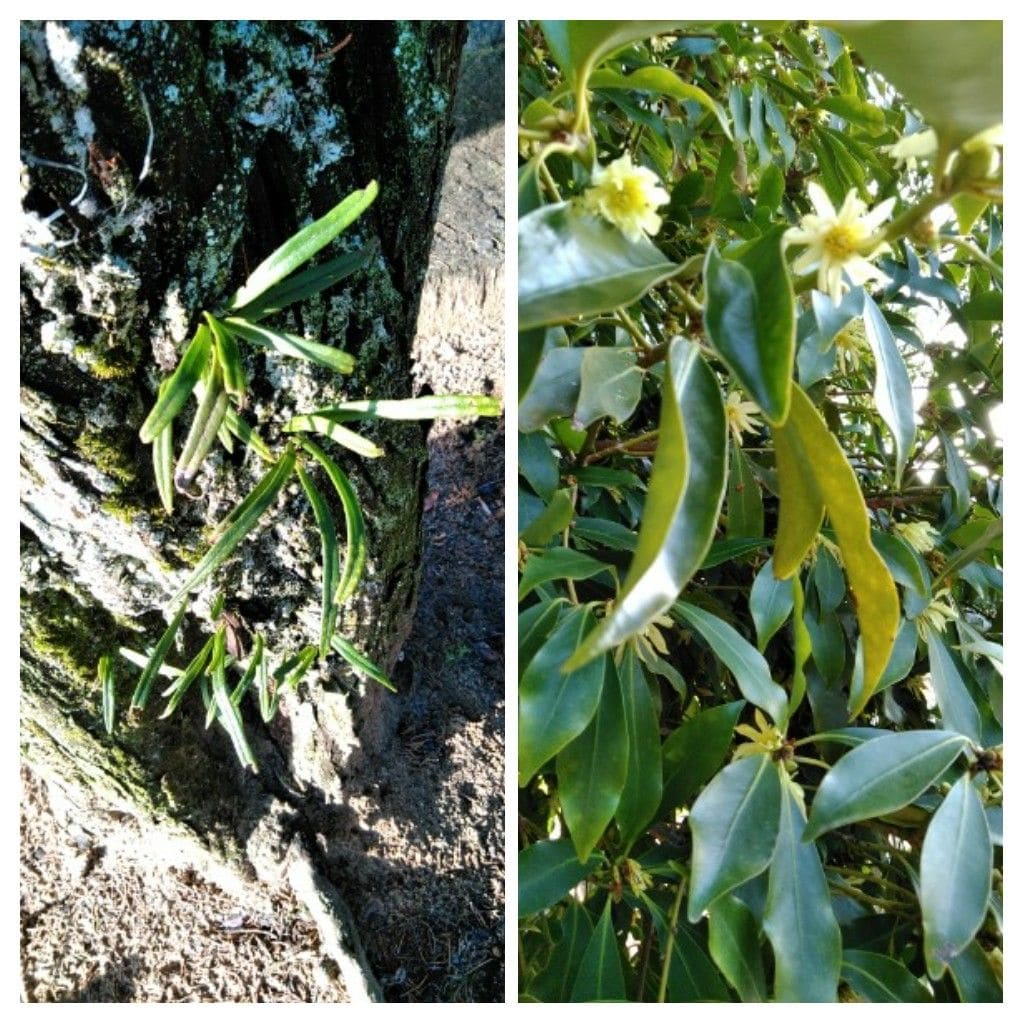 スターチス(リモニウム)の花茎が伸びてきました！