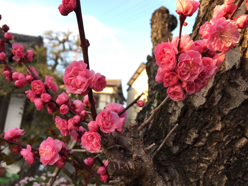 梅がやっと開花しました✿