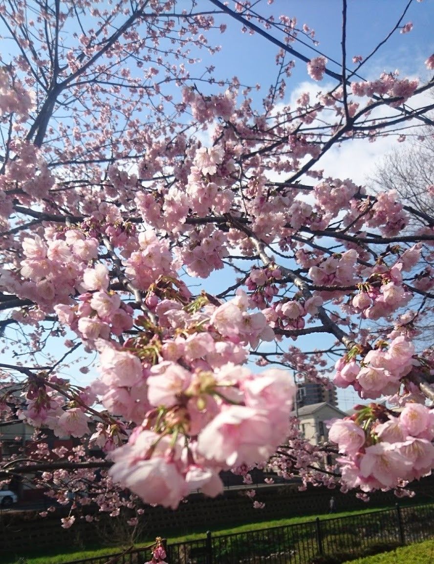 庭遊びの前にお散歩です