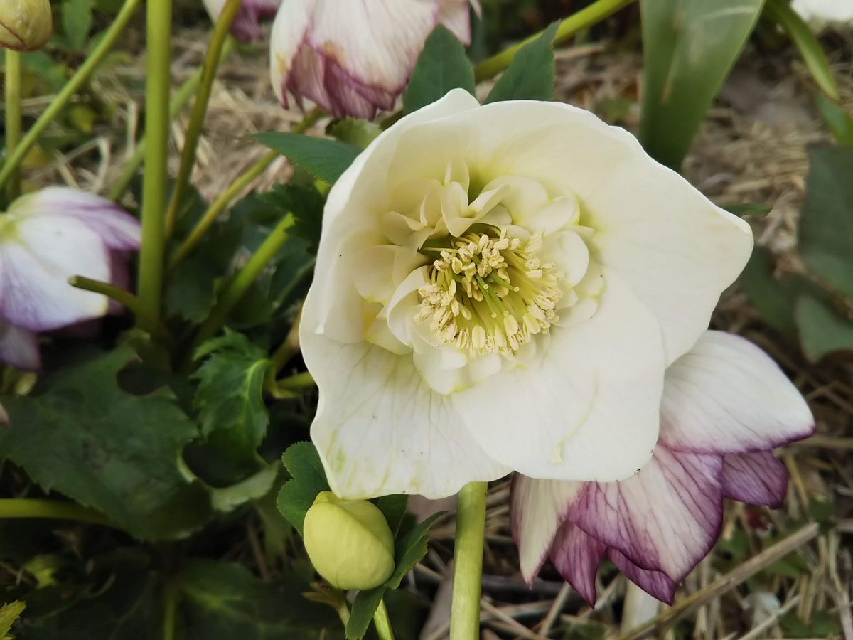 アシュードホワイトシフォンの実生のお花