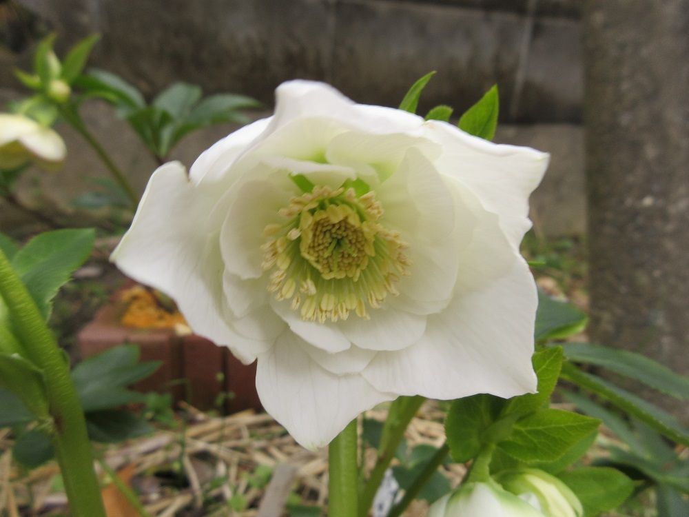 アシュードホワイトシフォンの実生のお花