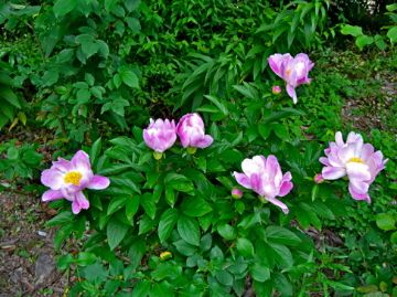 開花した庭の花３種