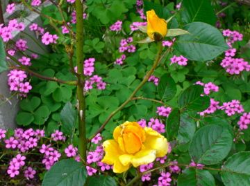 開花した庭の花３種