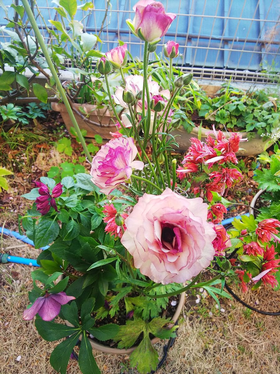 ラックス寄せ植えの朝