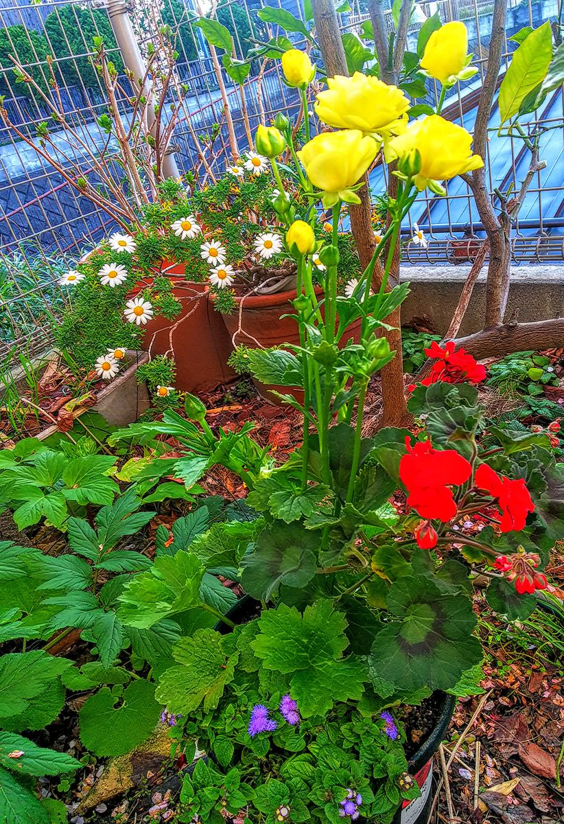 ラックス寄せ植えの朝