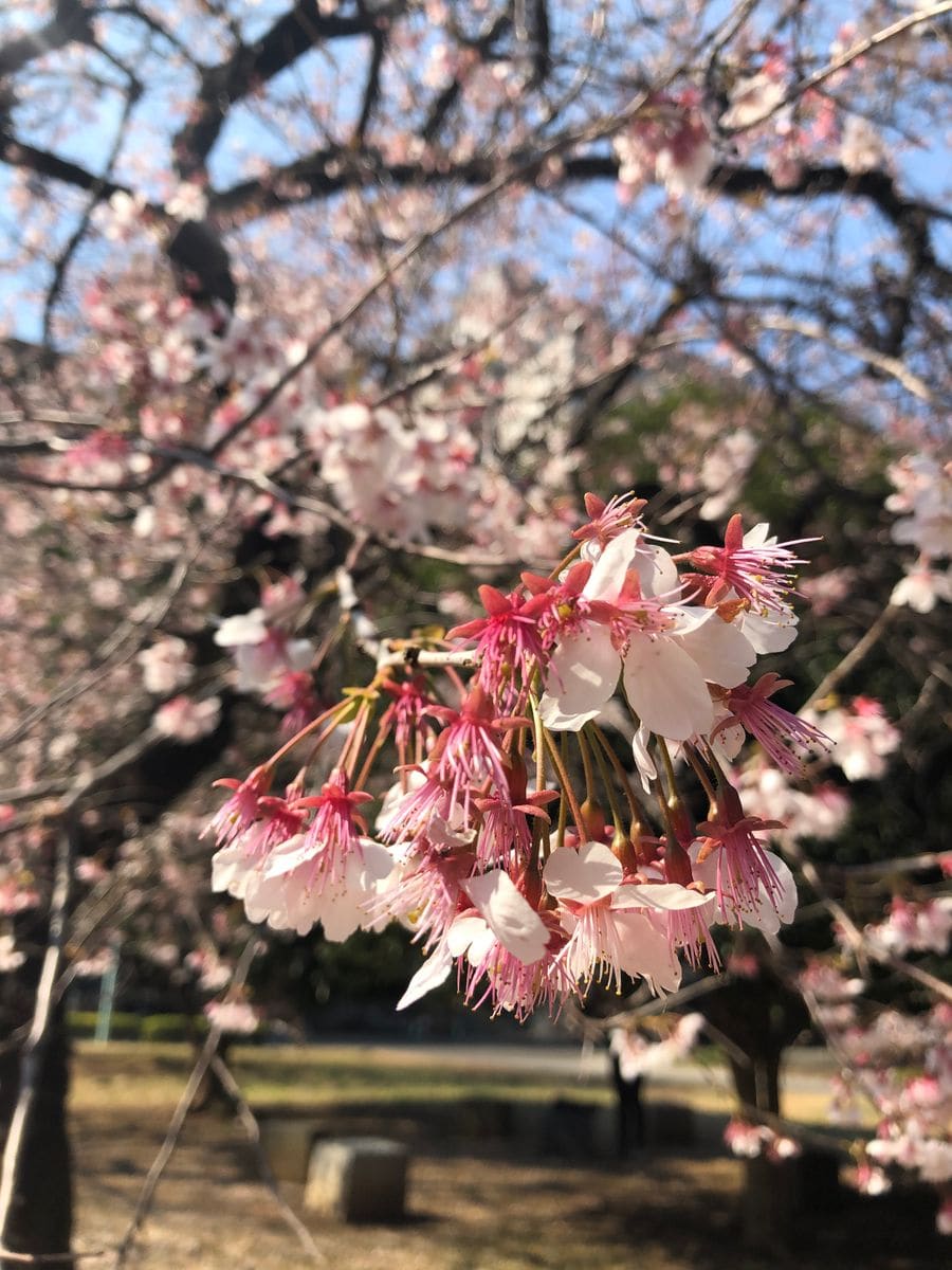 東大の大寒桜