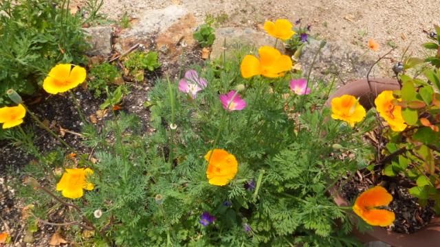 草花も咲き始めました。^^