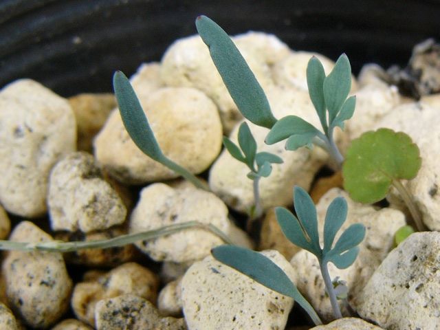 植え替えのタイミングは