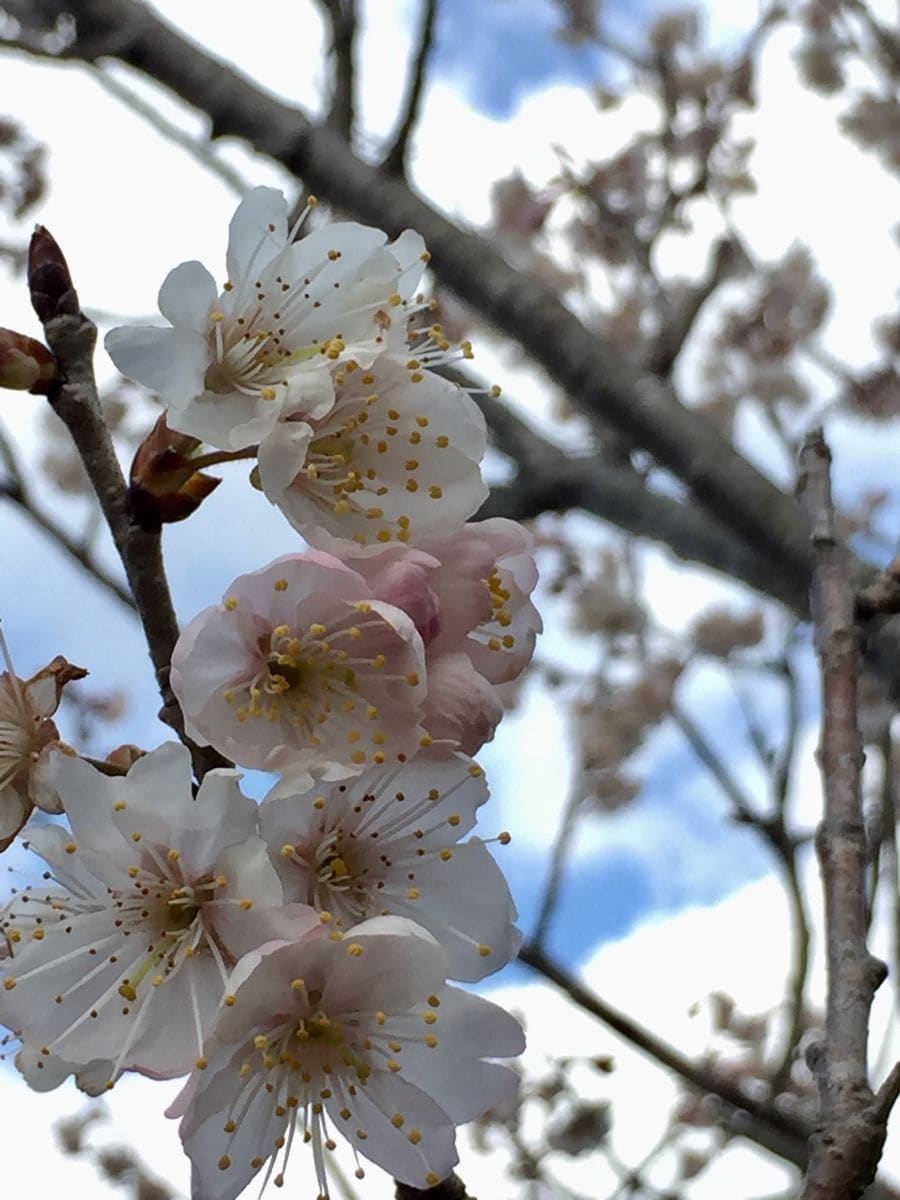 サクランボの花