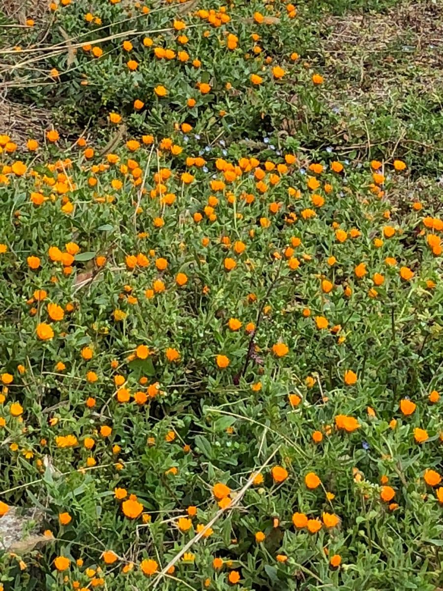 今朝の花Ⅱ