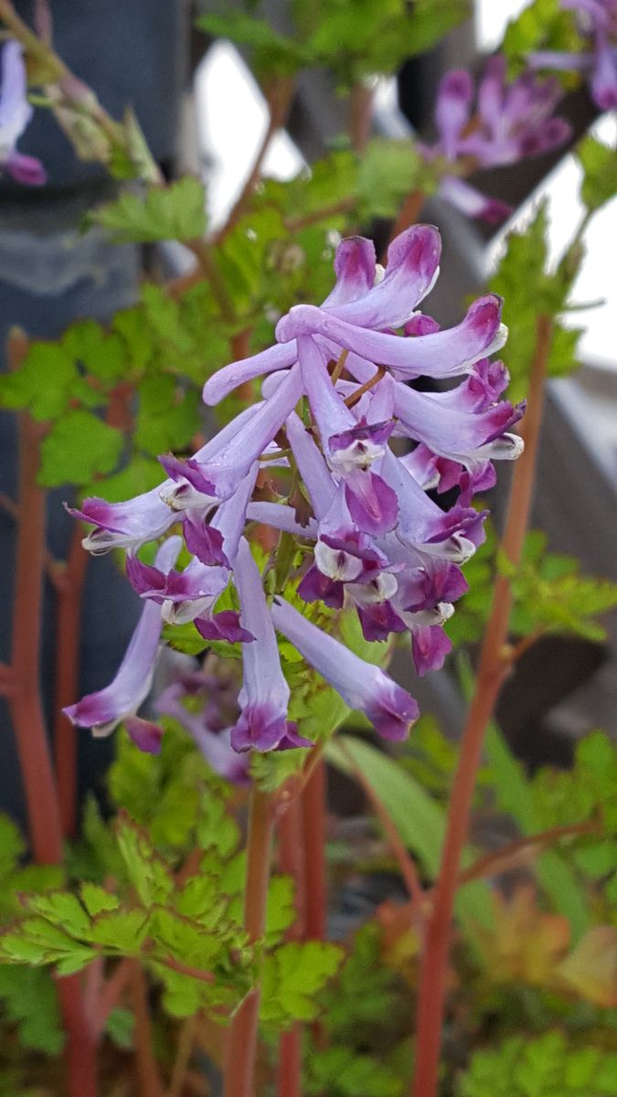 ふくおかルーバルガーデン2～春🌷の庭便り❗さあ～お庭の花達🌸が待っていました😉