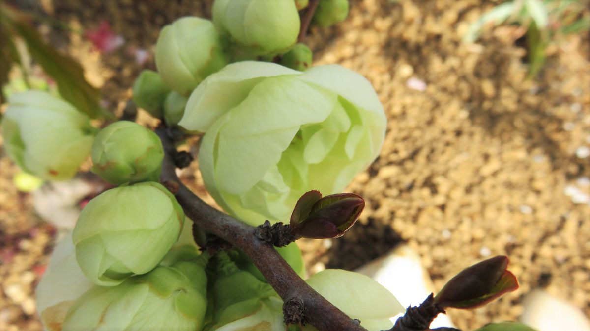 木瓜の花二種🌸白寿と金杯