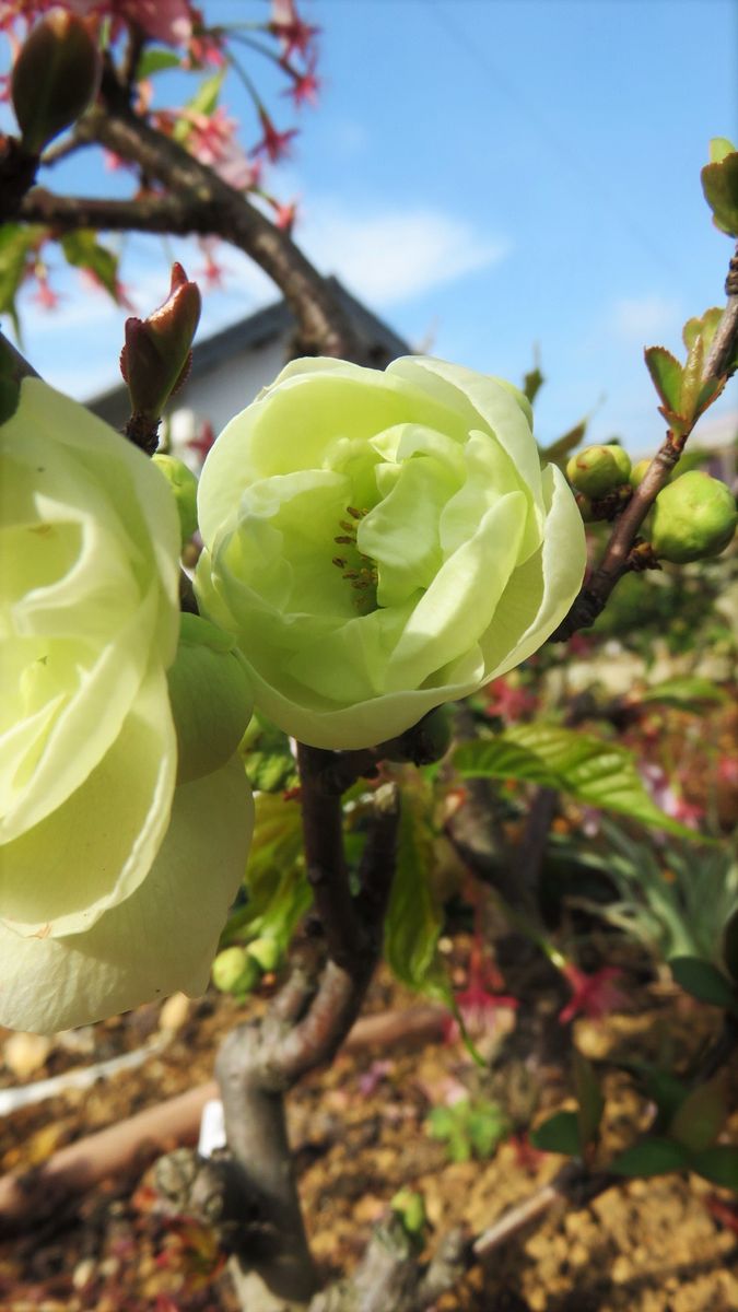 木瓜の花二種🌸白寿と金杯