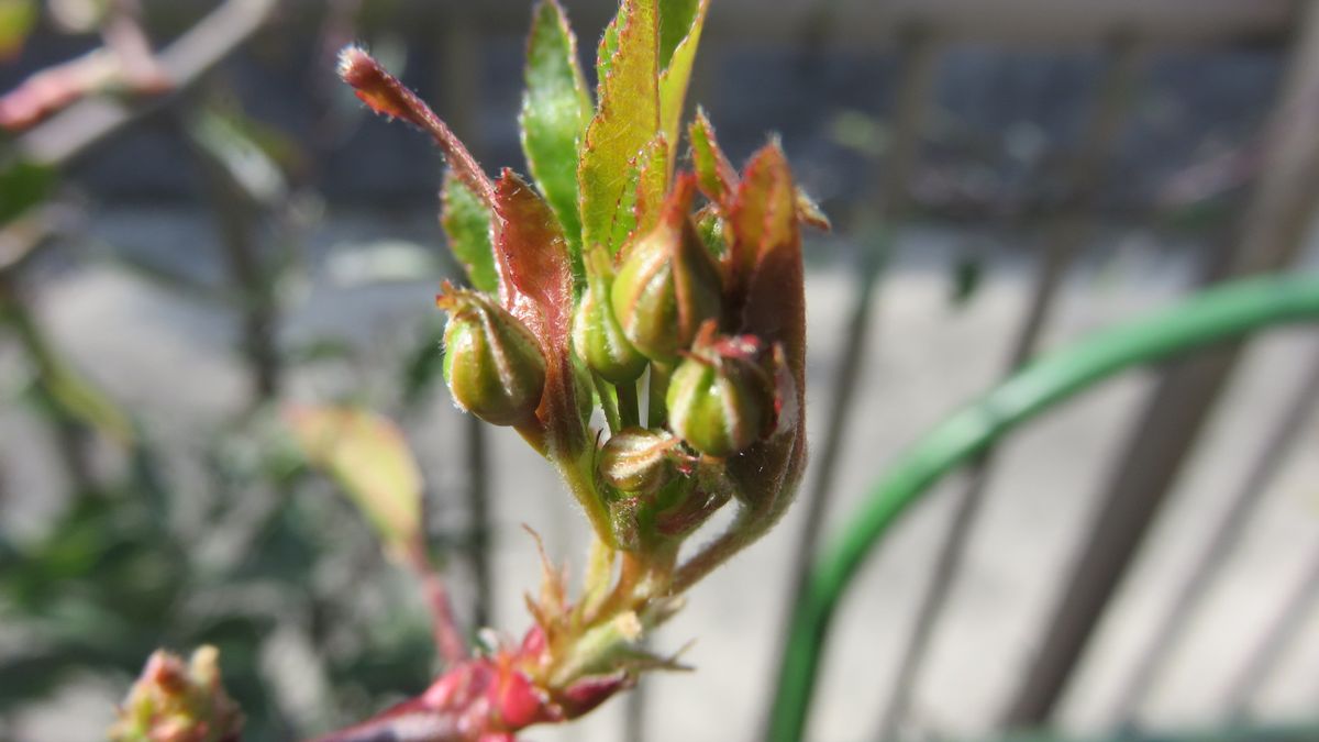 蕾の記録-今朝みつけた蕾