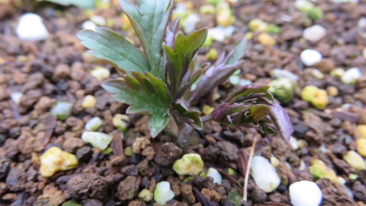 発芽の記録－山野草