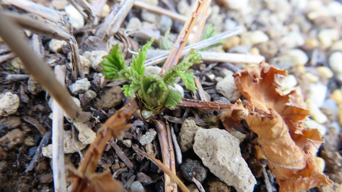 発芽の記録－山野草