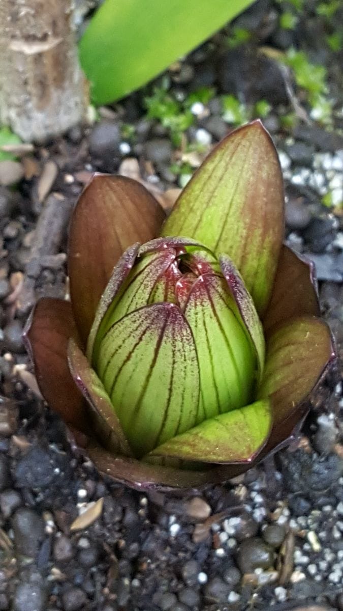 ふくおかルーバルガーデン2～春🌷の庭便り❗春を待ちわびた球根たちの芽だし🌱が進んで❇