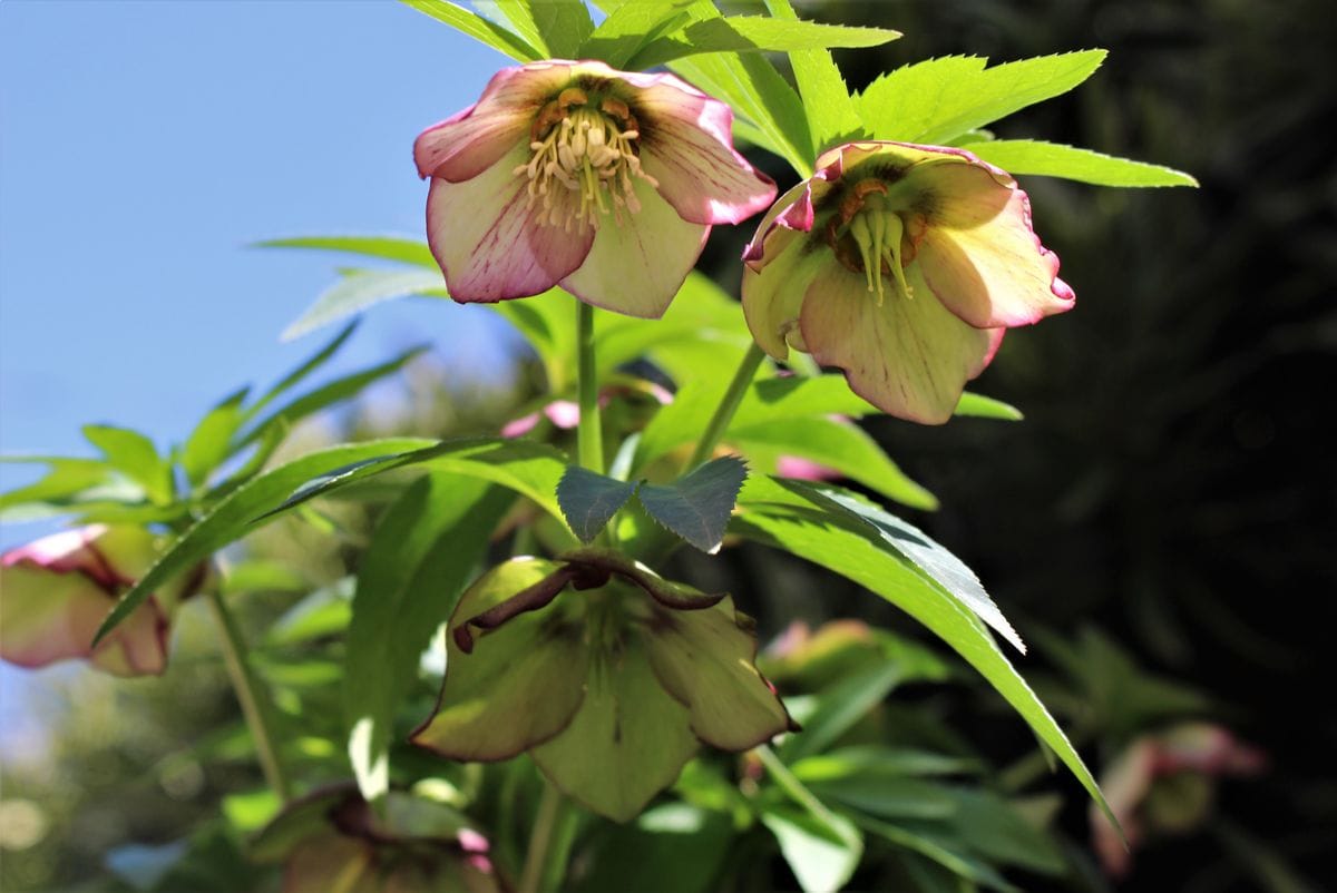 今年は花が見れないか