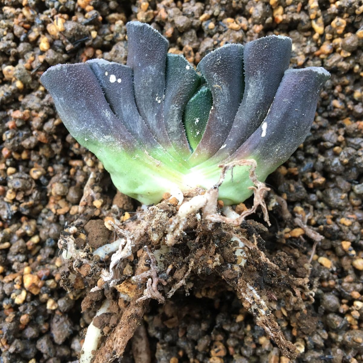 ☘️ハオルチア植え替え①