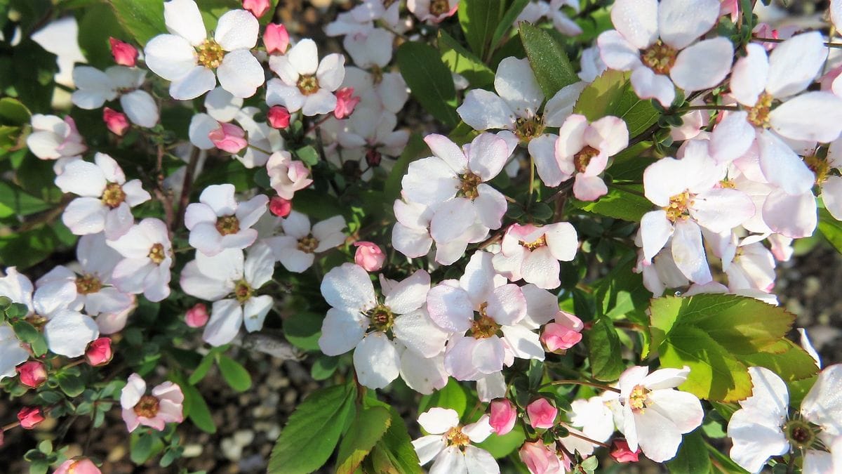 🌸今朝の🌸