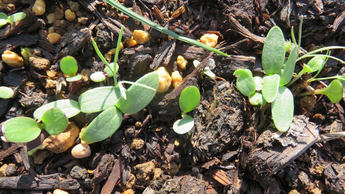 🌱発芽🌱発芽🌱若葉🌱