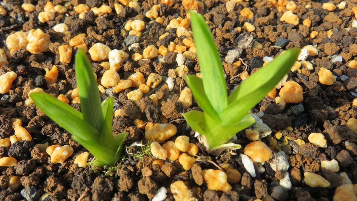 🌱発芽🌱発芽🌱若葉🌱