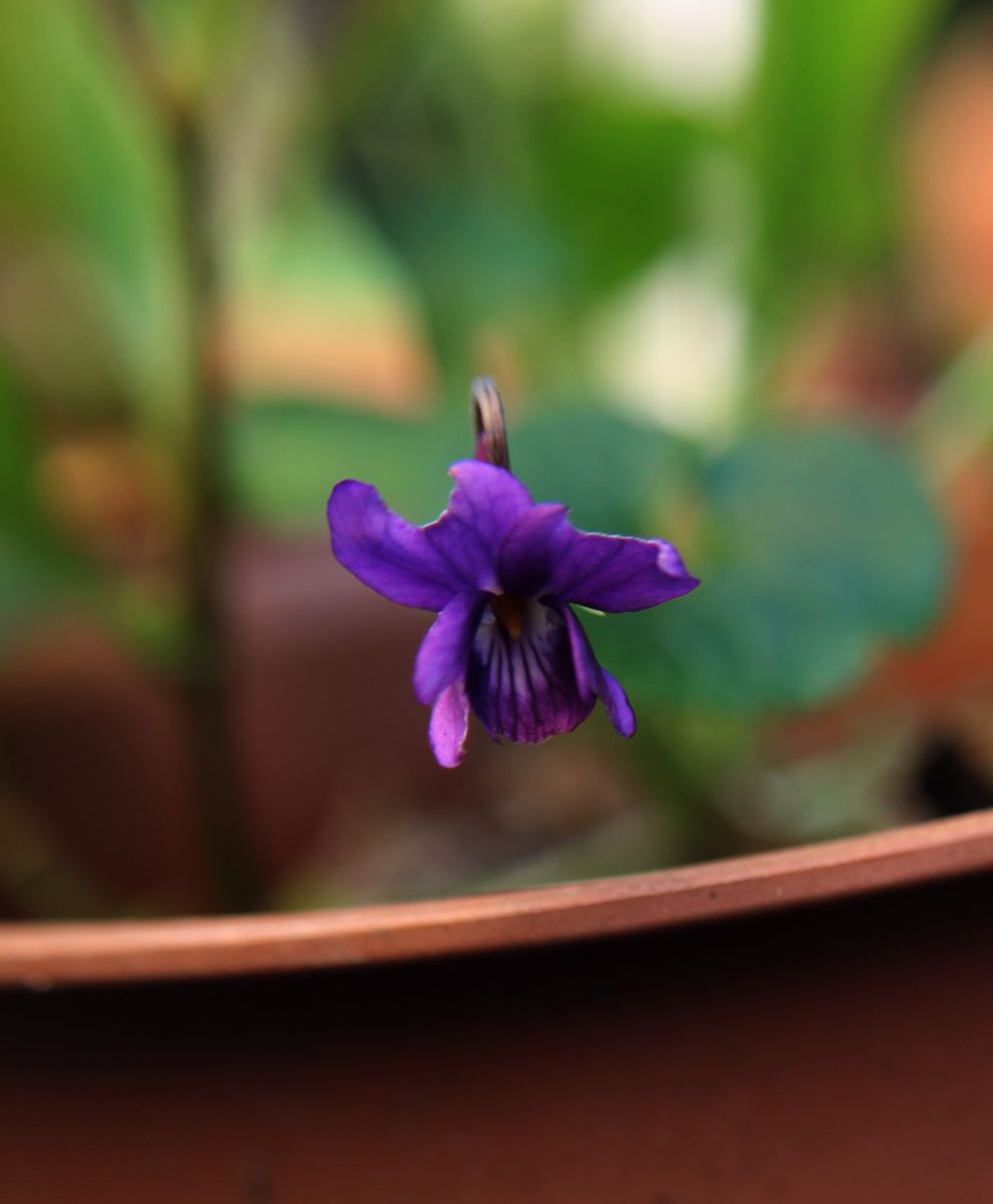 スミレの花