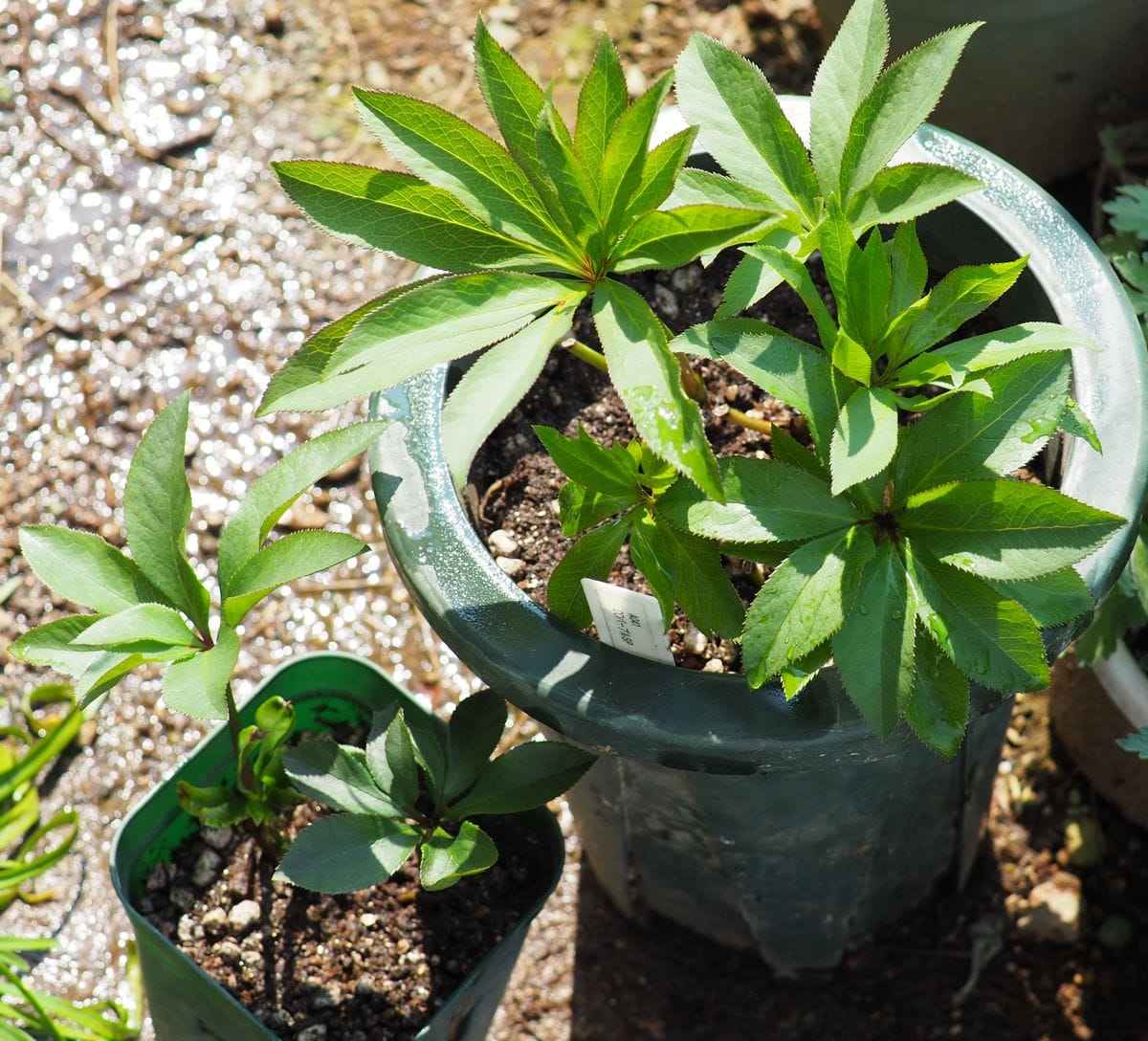 すきま園芸とクリスマスローズの植え替え、株分け