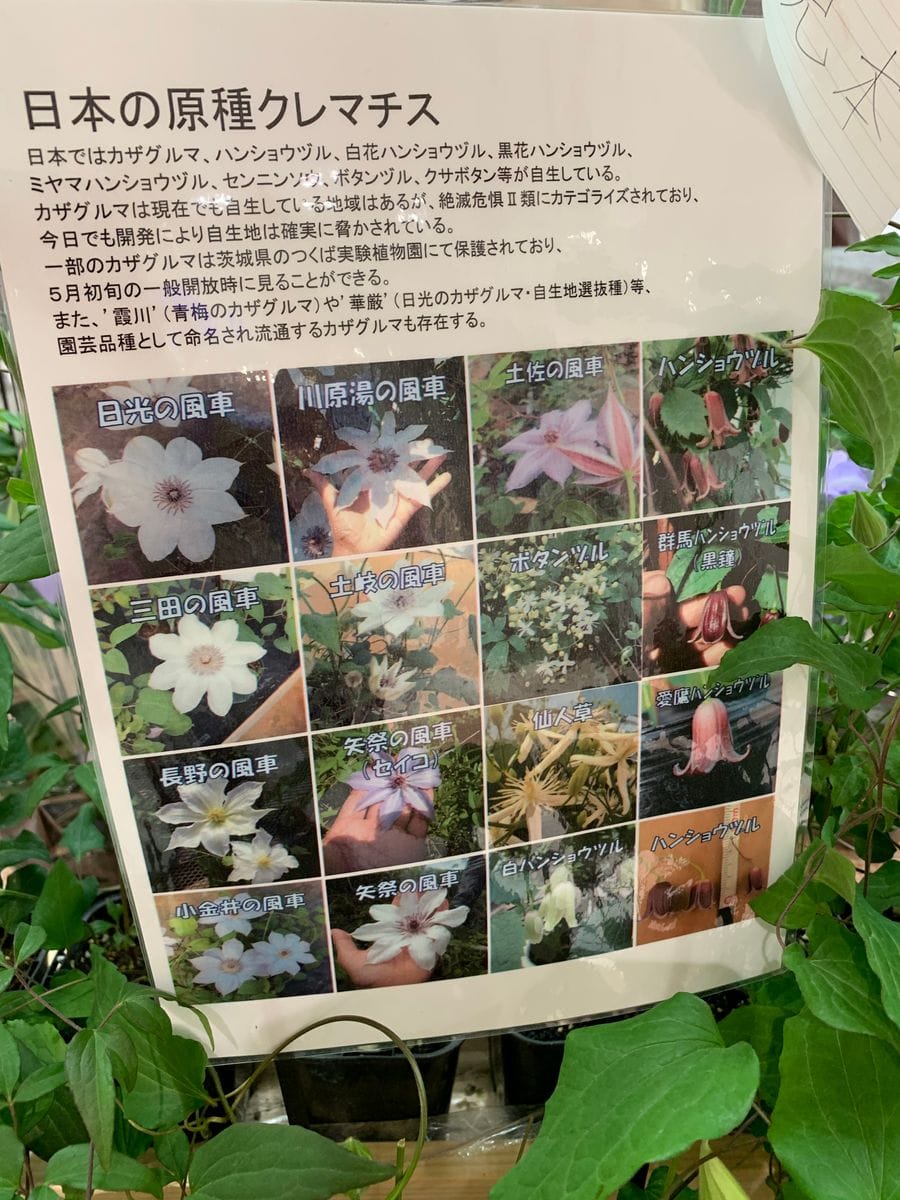 春の花々とクレマチス展④