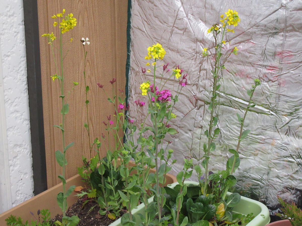 由愛(ゆめ)の花日記♪