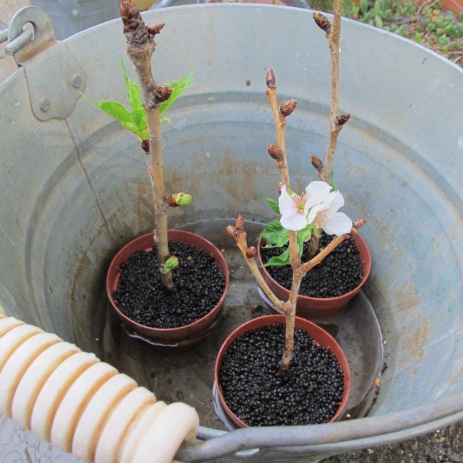 桜の挿し木（植え替え）